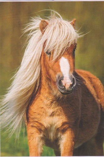 Pferd horse postcard - ,