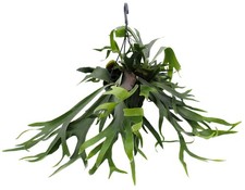 Platycerium bifurcatum -
