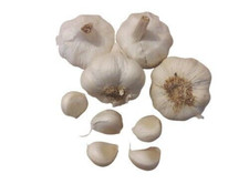Pflanzknoblauch zum Stecken Carcassonne Riesen Knoblauch 25 Samen Winterhart!!