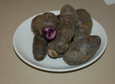 Gourmet Kartoffel Vitelotte