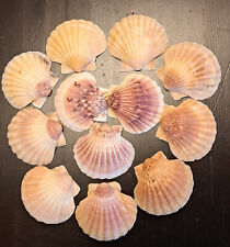 12 sehr schöne Jakobsmuscheln 10,5 cm multicolor bezaubernde Farbe  Mobile