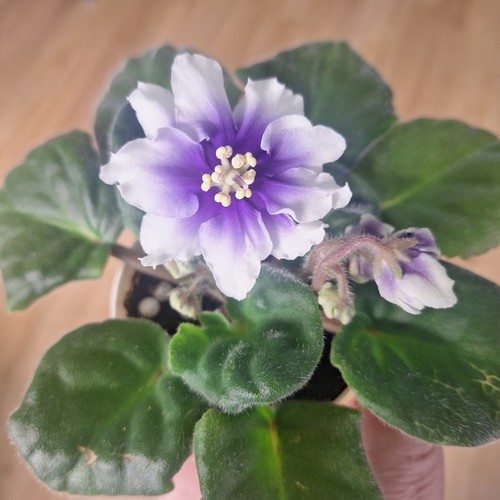Saintpaulia humako - 🌸,