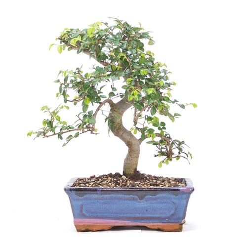 Bonsai chinesische ulme - chinesische,