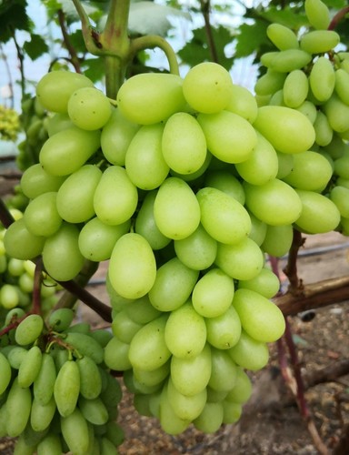 Ararat kernlose - ',