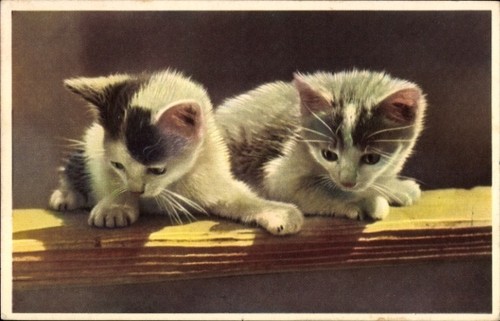 Zwei kleine katzenbabys - zwei,