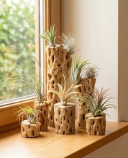 Vuka cholla wood - wood, set