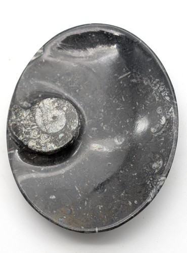 Sm0177 orthoceras - sm0177,