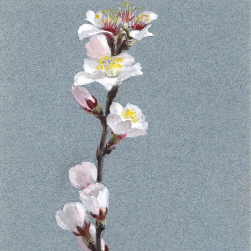 Unbekannt aprikosenblüte - unbekannt,