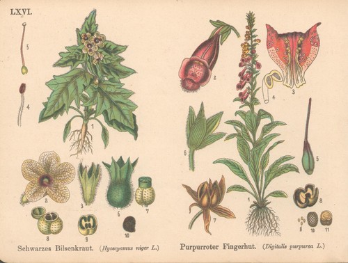 Schwarzes bilsenkraut - schwarzes,