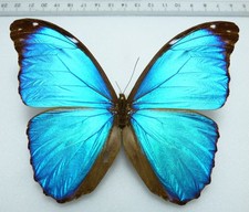 ENTOMOLOGIE, SCHMETTERLING