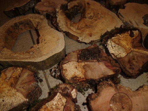 Holzscheiben morschholz 700 - holzscheiben,, morschholz,