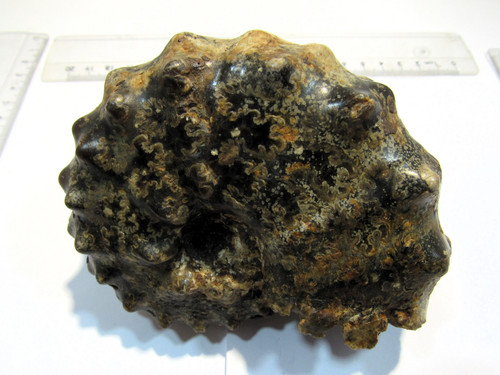 Ammonit top mammites - ammonit,
