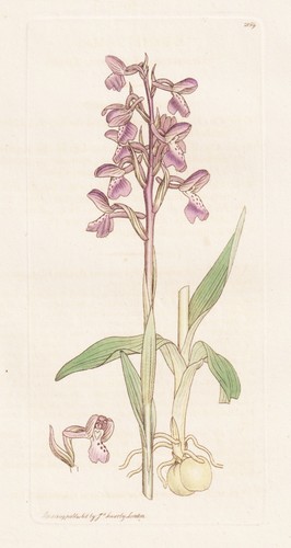 Orchis morio knabenkraut - orchis,