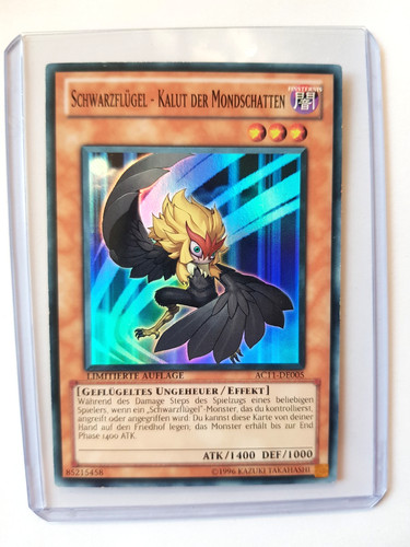 Schwarzflügel kalut der - schwarzflügel-kalut,