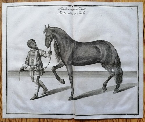 Cavendish pferde reiten - cavendish,