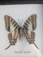 Spot Schwertschwanz echt