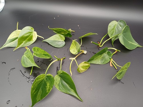 Philodendron hederaceum - philodendron,