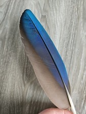 28.5 cm blaue ? Papageienfeder Vogelfeder Feder Ara Schreibfeder Linkshänder