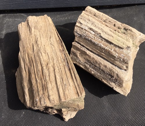 Versteinertes holz stück - holz,