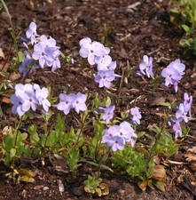 Wilder Phlox Blue Ridge -