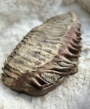 Rarität! sehr selten! Mammutzahn Backenzahn Sibirien Fossilien