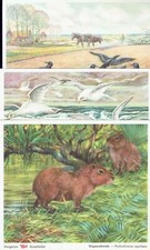 18x Sammelbilder Voss Margarine Kunstbild Tierreich Sammelalbum Band III