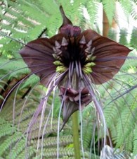 SAMEN FLEDERMAUSBLUME - sieht fast aus wie eine Orchidee - wunderschön !