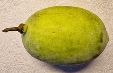 15 Samen von einer selbstfruchten Indianerbananen. PawPaw Paw Paw