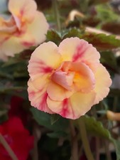 Achimenes - Limoncello, BriD's Tini, - Ildy, - Herta Jungklaus