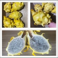 Drachenfrucht Samen Riesen Pitahaya Gelb (hylocereus undetus) 20 Samen