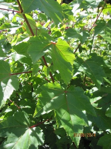 Acer rubrum sun - sun,