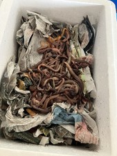 Wurmbox Tauwürmer 300Stück