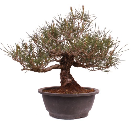 Bonsai pinus thunbergii - bonsai,