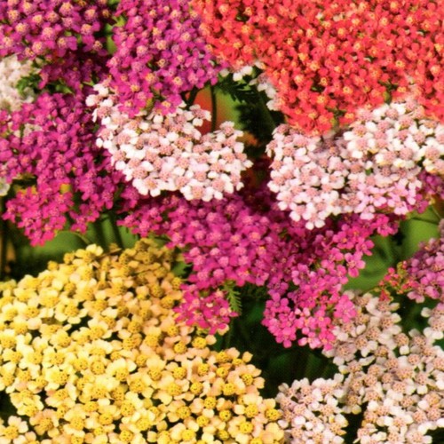 Schafgarbe mix steingarten - schafgarbe,