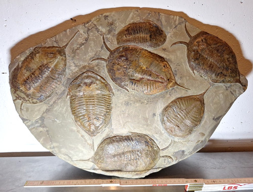 Trilobiten platte - trilobiten,