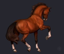 Mustang Stute von Boppirex /