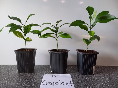 Kumquat und grapefruit - kumquat,