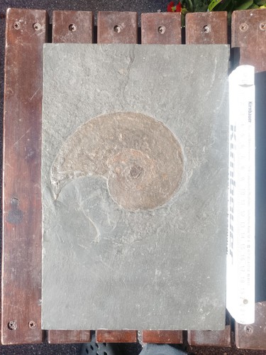 Ammonit pyloceras holzmaden - ammonit,