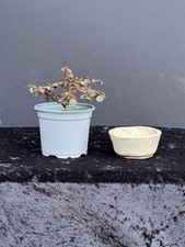 Bonsai - Shohinbonsai -