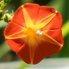 100 Samen Prunkwinde ORANGE