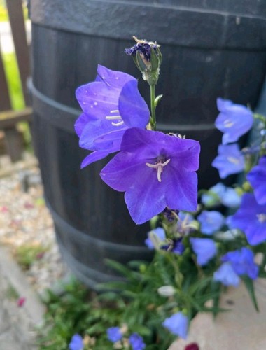 Pflanze/Blume/Staude