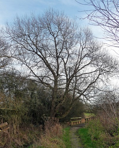Fotobaum der nähe - in,