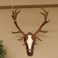 Rothirschgeweih ung. 18 ender