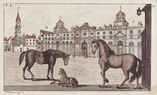 Pferd pferde Horse Horses