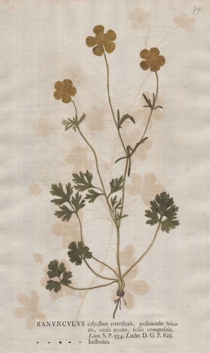 Ranunculus bulbosus hahnenfuß - bulbosus,