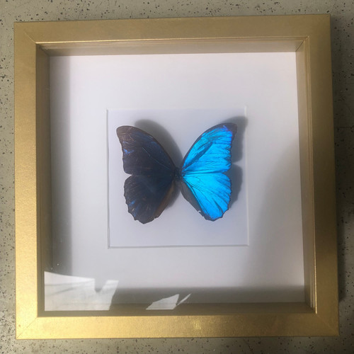 Echter schmetterling der - echter,