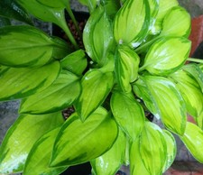Hosta Funkie " Green with Envy