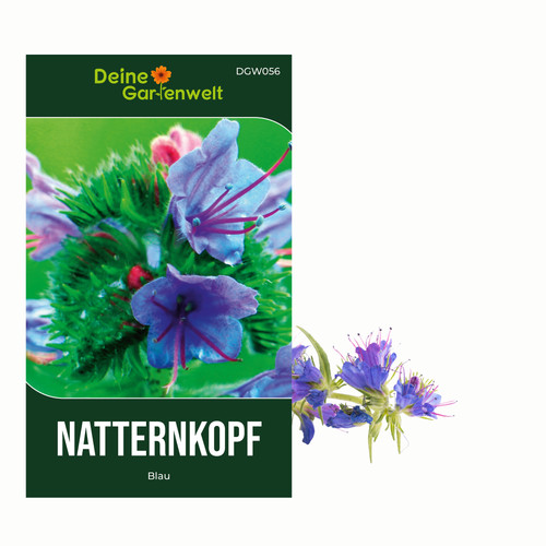 Natternkopf blau samen - natternkopf,