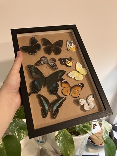 Echte schmetterlinge gerahmt - schmetterlinge,