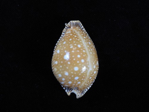 Muschel cypraea guttata - cypraea,